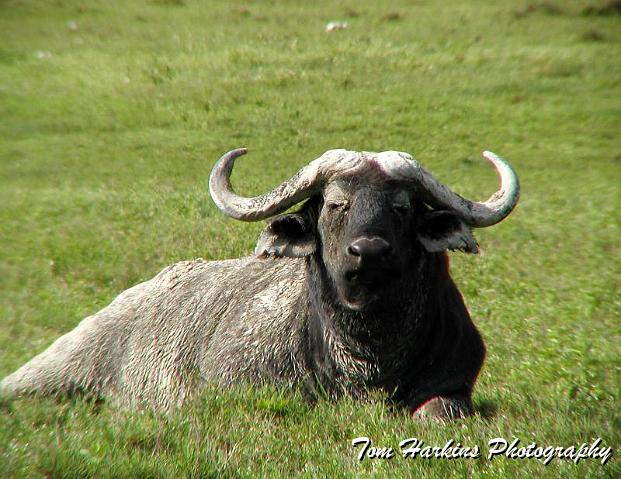 African Buffalo.jpg